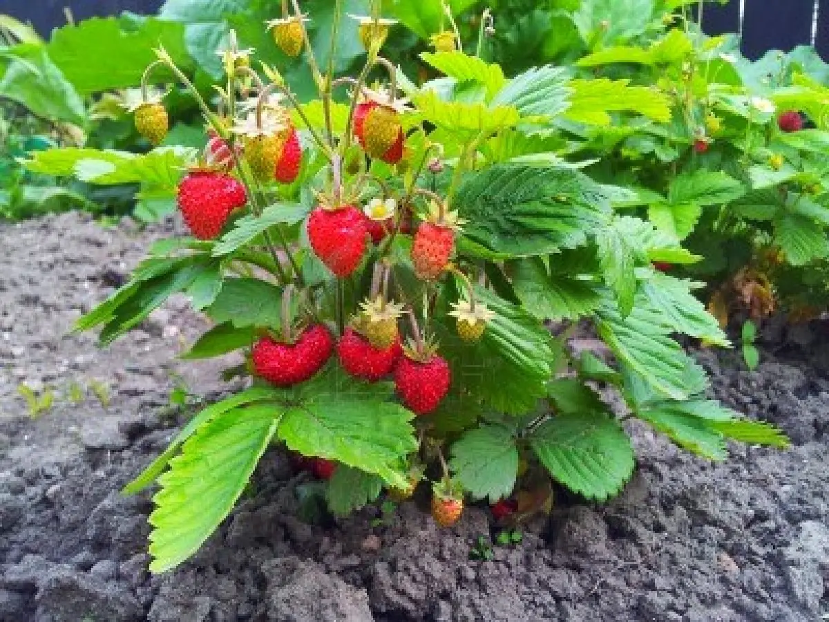 frutas