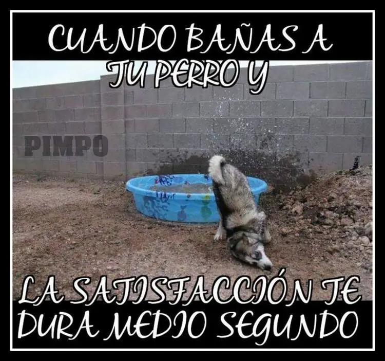 HUMOR y mas 49...+yapa taringuera