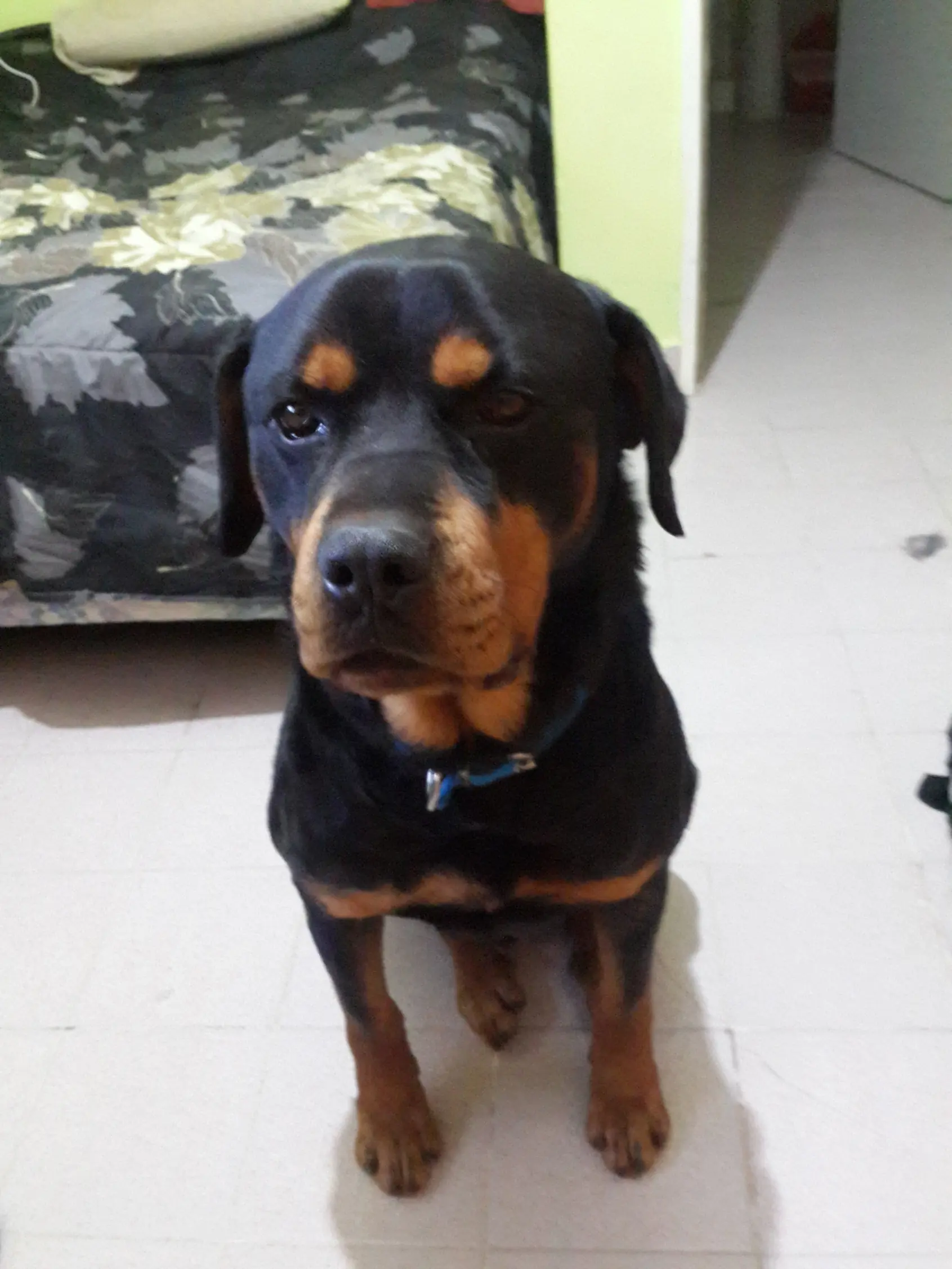 te lo muestro