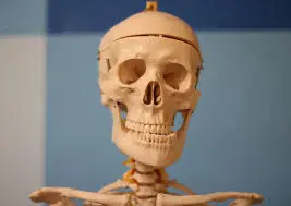 medula osea