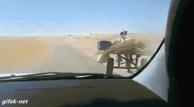 gif graciosos