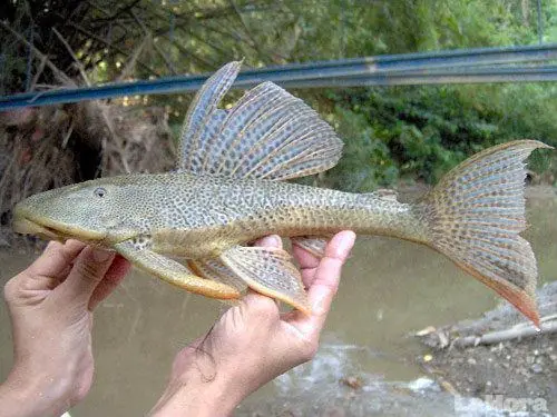 peces