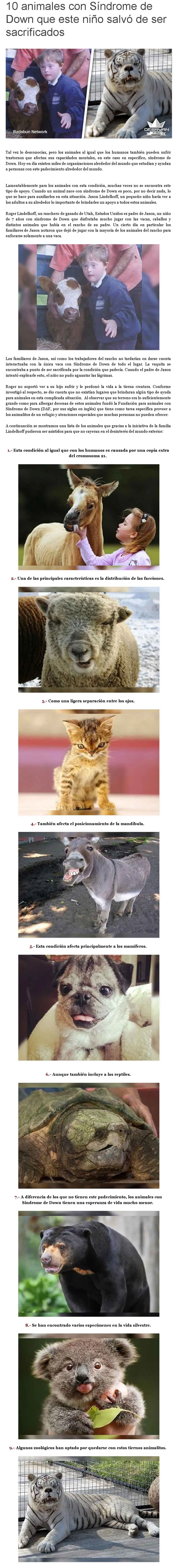 10 animales con sindrome de down que este niño salvó de...
