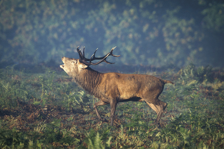 Animales
