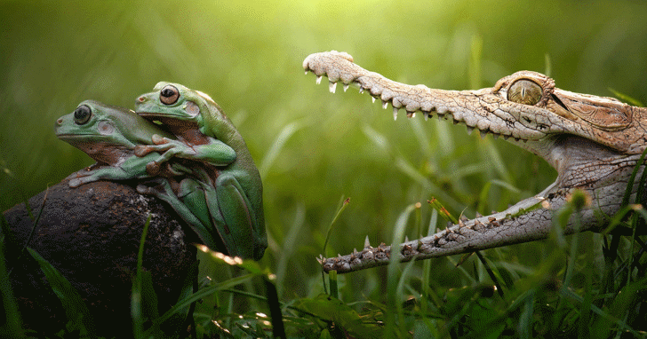 humanos