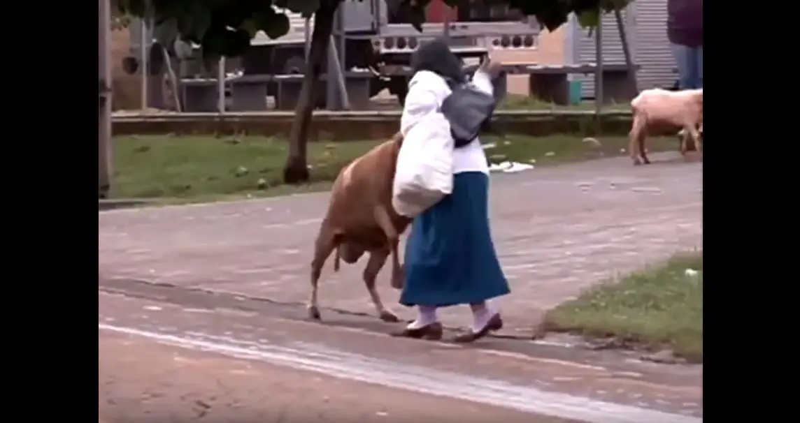 Hay Cabras que no se llevan bien con las personas