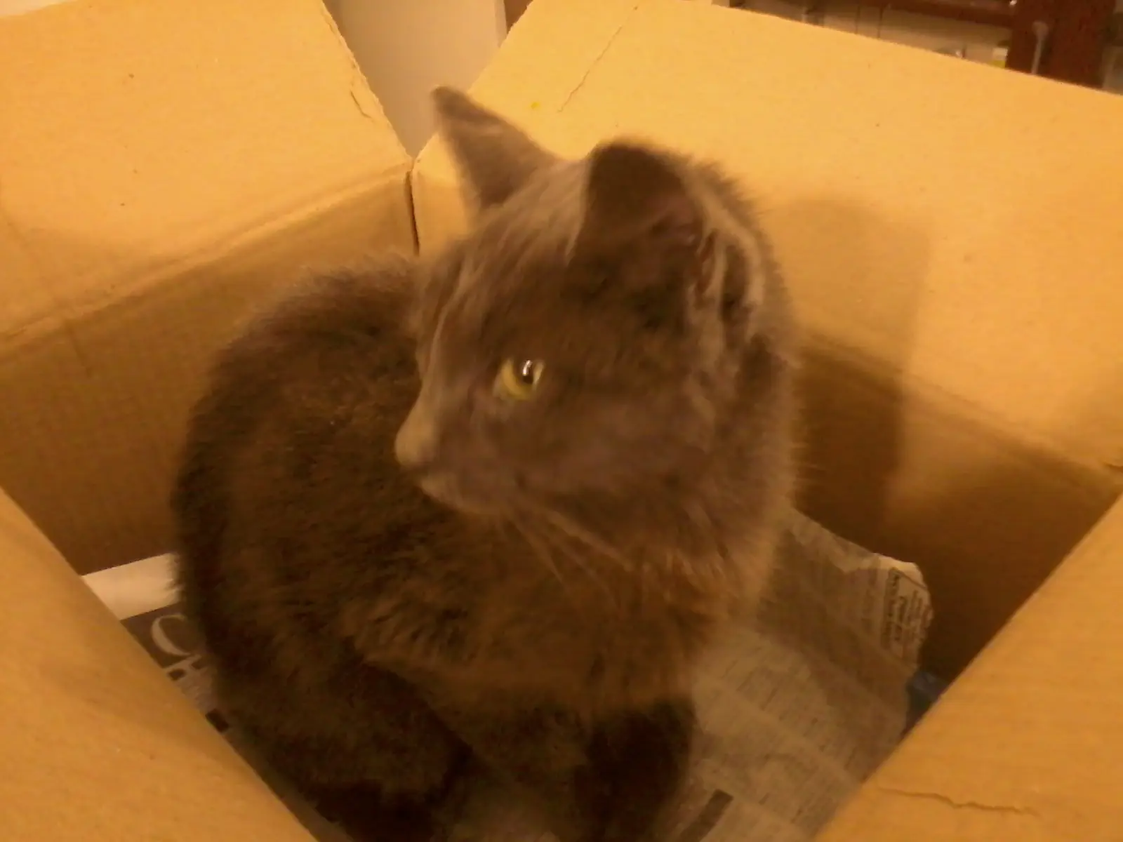 gata