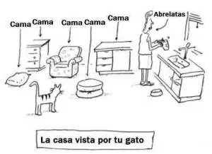 Por que los gatos son tan ariscos?