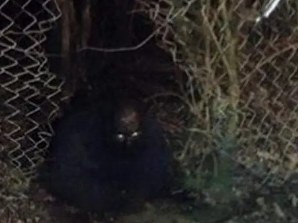El Misterio del Hombre que se cree ser un gato en Escocia