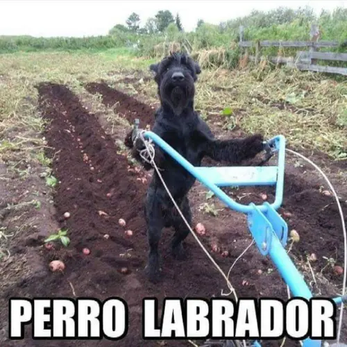 humor