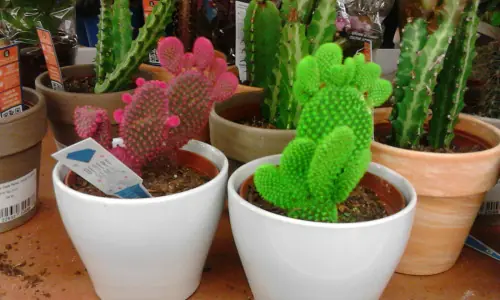 19 veces en que Cosmo y Wanda no han engañado a nadie