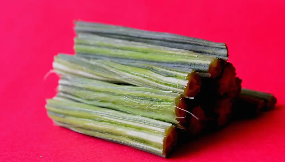 Moringa el árbol que promete acabar con el hambre en el mund