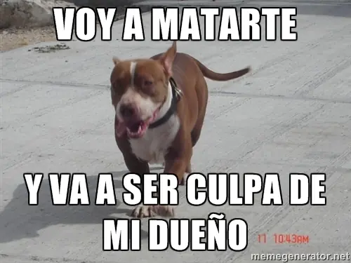 perros pitbull perros pitbull