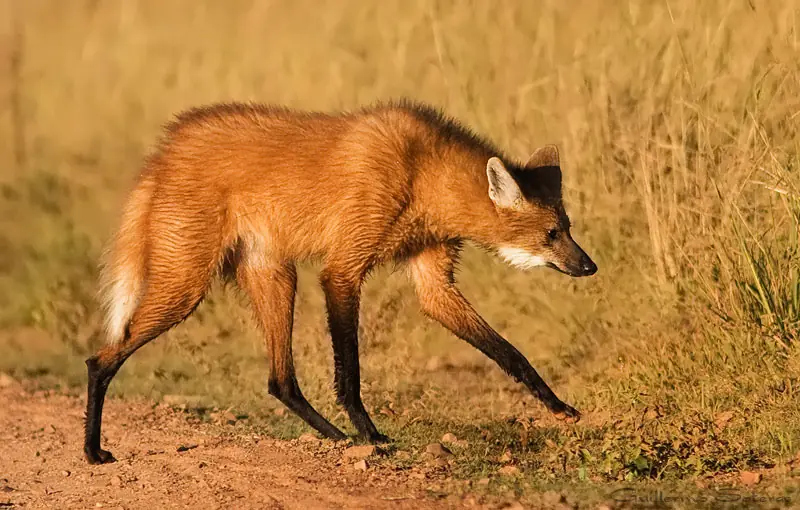 Top 37 animales que no sabias que existian :)
