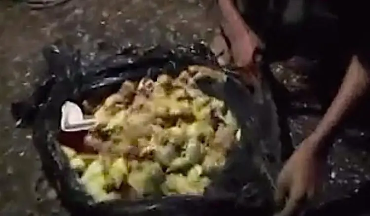 Fabricas de huevo lanzan a pollitos a la basura