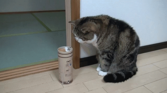 CATURDAY