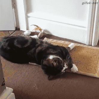 GATOS