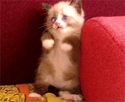 GATOS
