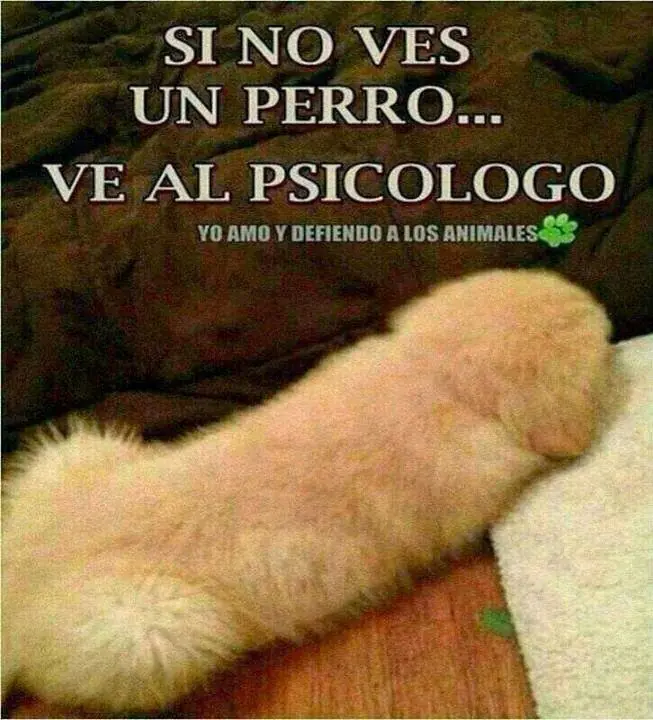 memes