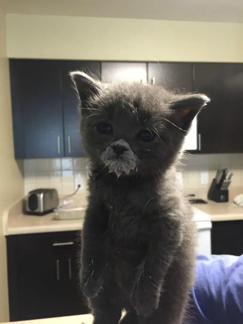 Creo que mi gato tiene problemas. Ayuda.
