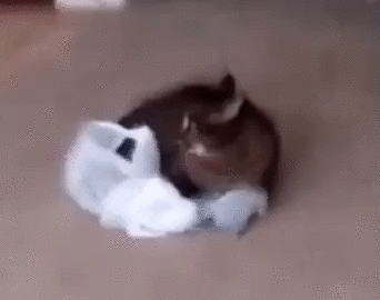 ANIMALES DOMESTICOS