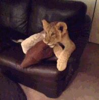 ANIMALES DOMESTICOS