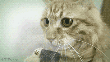 ANIMALES DOMESTICOS