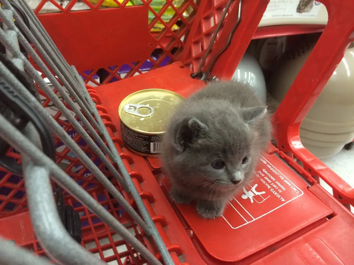 GATO
