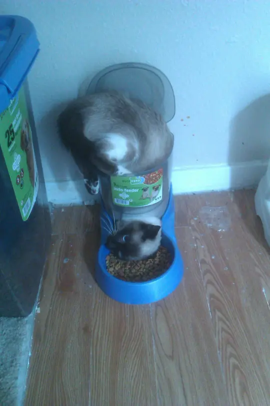 ANIMALES DOMESTICOS
