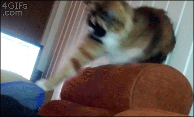 Creo que mi gato tiene problemas. Ayuda.