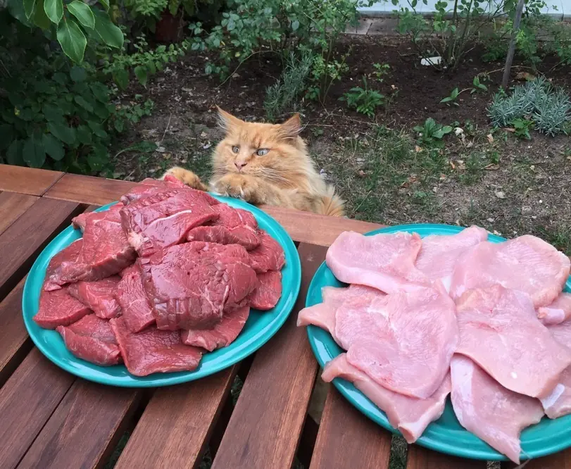 Creo que mi gato tiene problemas. Ayuda.