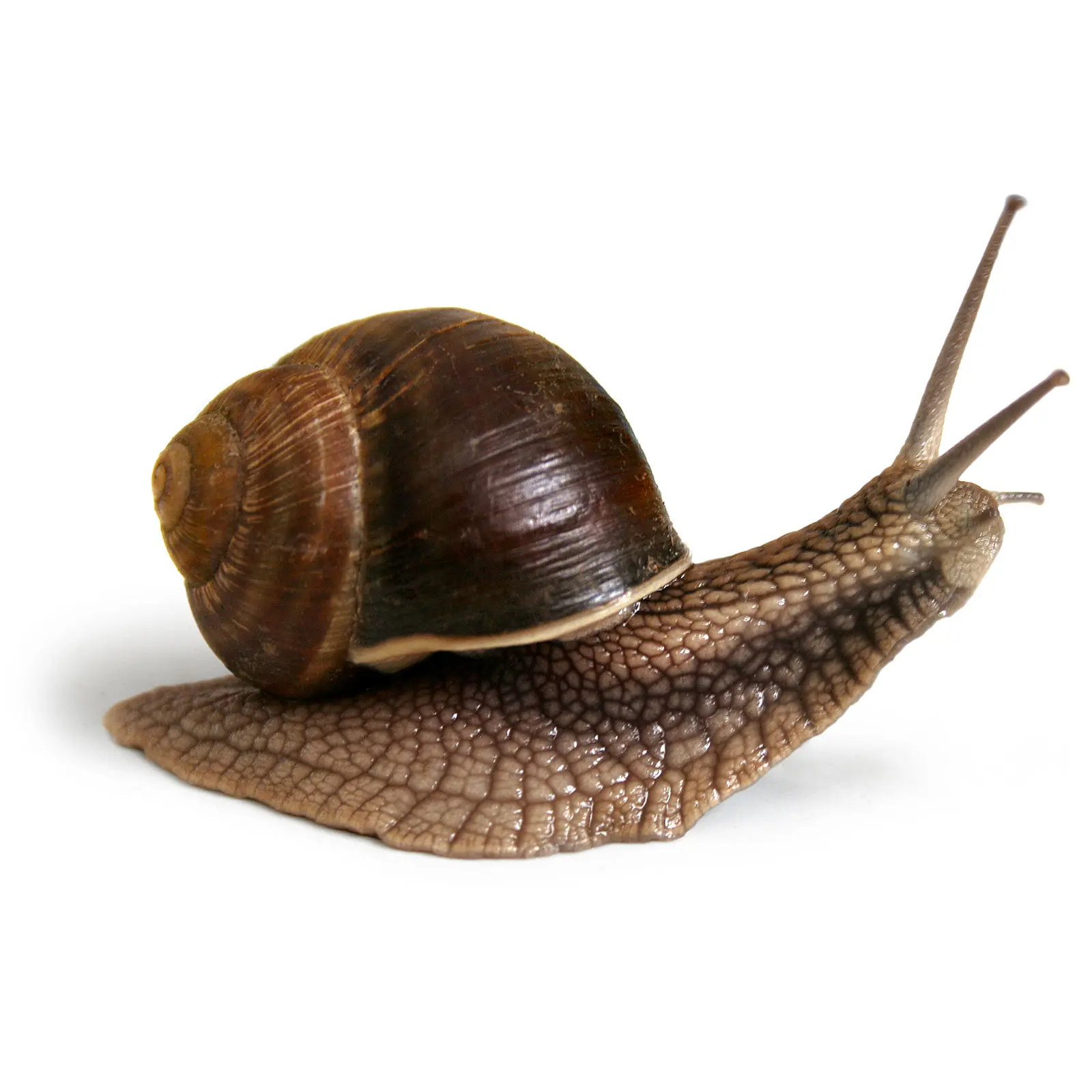 caracoles caracoles