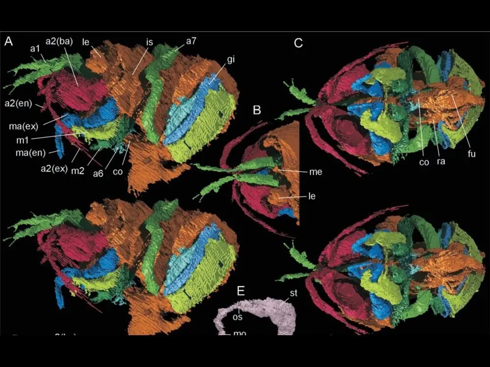 10 cosas que no sabías sobre el pene