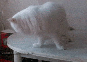 gifs