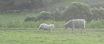 gifs animados