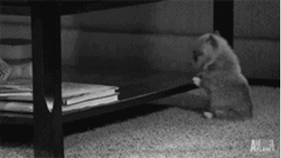 gifs