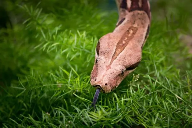 ¿Cómo asesina una boa constrictora? No como vos crees