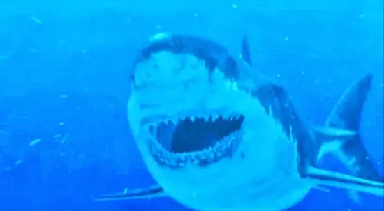 Megalodon