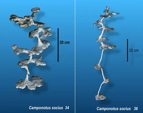 ciencia