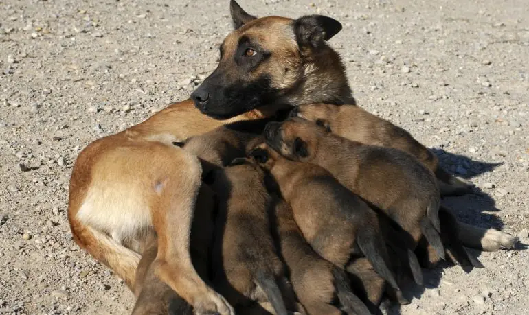 Una perra salva a un niño amamantándole