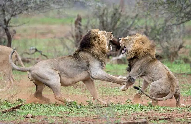 10 cosas que no sabías sobre los leones