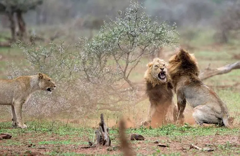 cosas sobre los leones