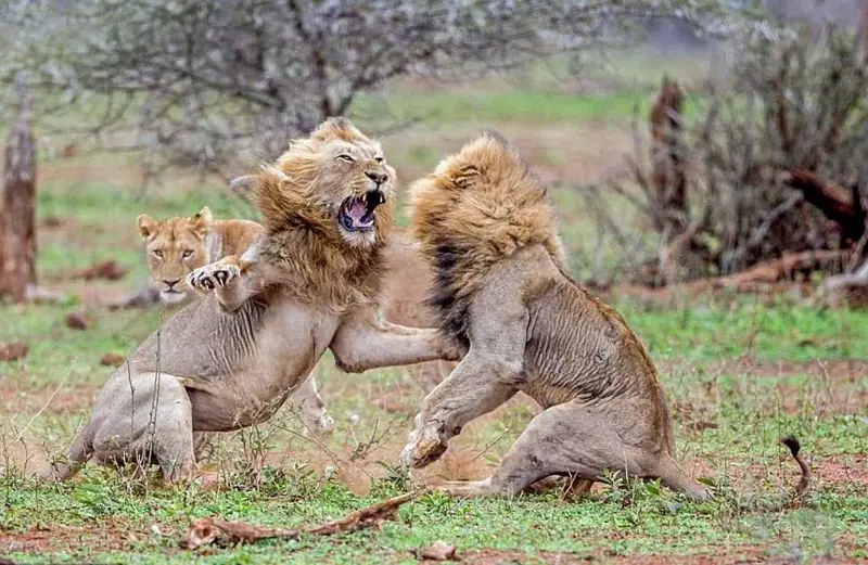 10 cosas que no sabías sobre los leones