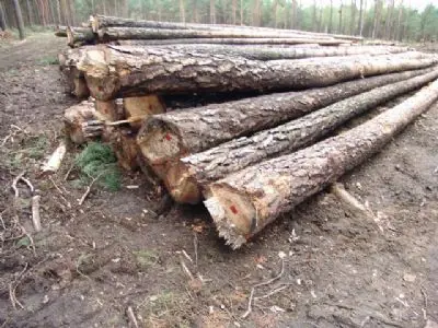 Fotos de troncos. Para todos los gustos Rufian.