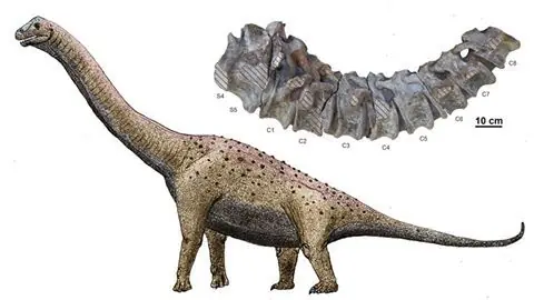 Argentina: Descubren nueva especie dinosaurio