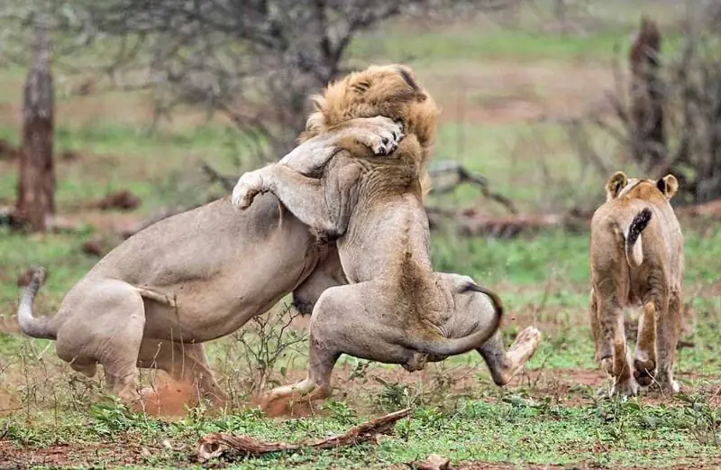 10 cosas que no sabías sobre los leones