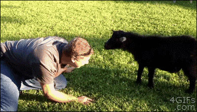 Gifs