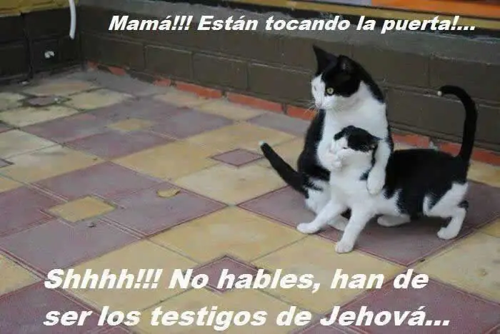 gracioso