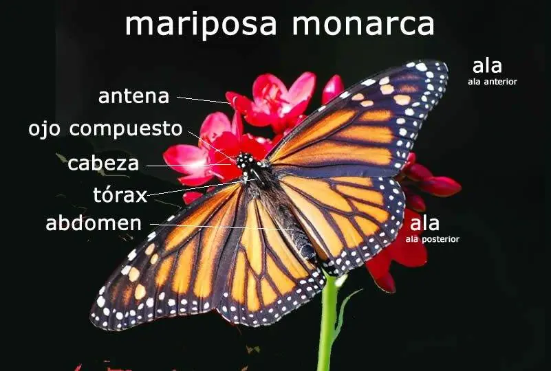 monarca monarca