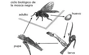mosca